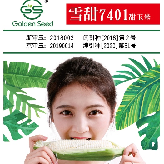 莱阳市雪甜7401甜玉米种子
