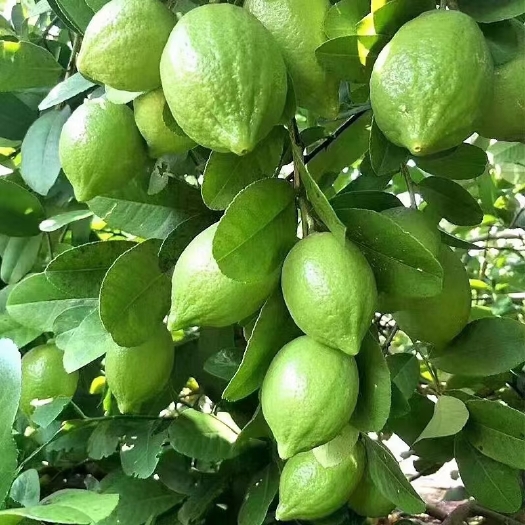灵山县香水柠檬