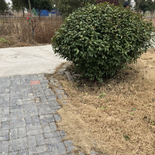 太和县红罗宾  红叶石楠球出售