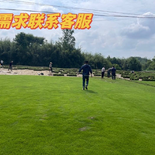 重庆市真草皮草坪带泥土果岭草草别墅庭院绿化工程带土马尼拉草坪
