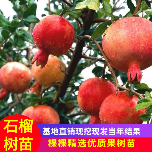 平邑县蒙阳红石榴苗 蒙阳红大石榴苗品质纯正品种多基地直销价格低