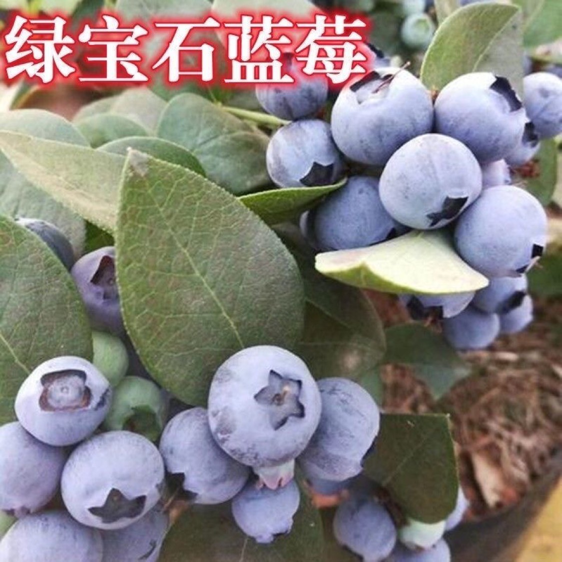 平邑县绿宝石蓝莓苗  基地直销现挖现发保证品种保证质量可签合同