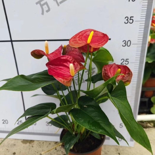 佛山红掌红斑绿植盆栽