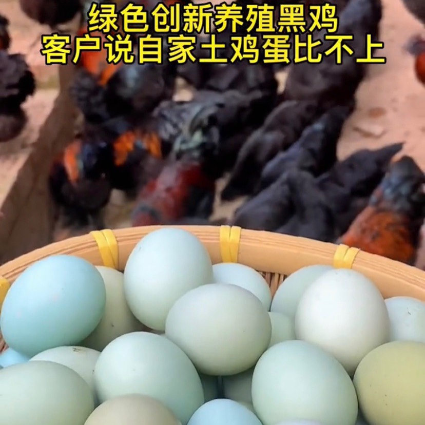 广州大种五黑鸡苗，五黑绿壳蛋鸡苗，五黑鸡，绿壳蛋鸡，孵化场一手货