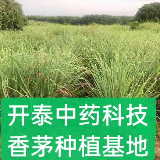 崇左香茅种苗1元每株
