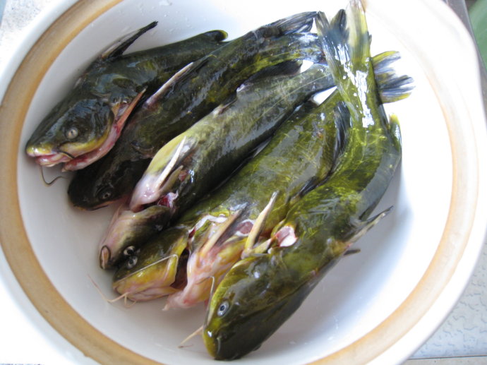 黃辣丁魚(yú)苗黃骨魚(yú)淡水養(yǎng)殖食用黃臘丁