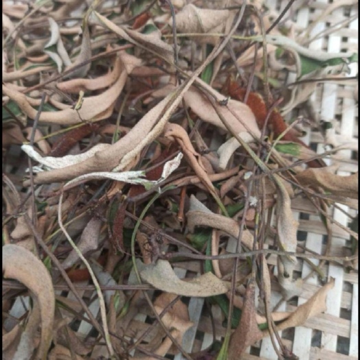 梓潼县石韦   刀口药