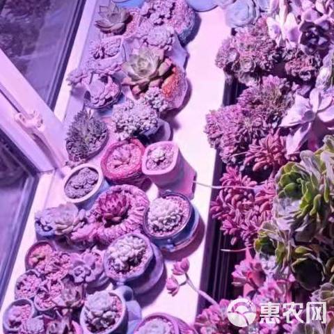 太阳能补光灯 植物生长灯补光花卉蔬菜全光谱