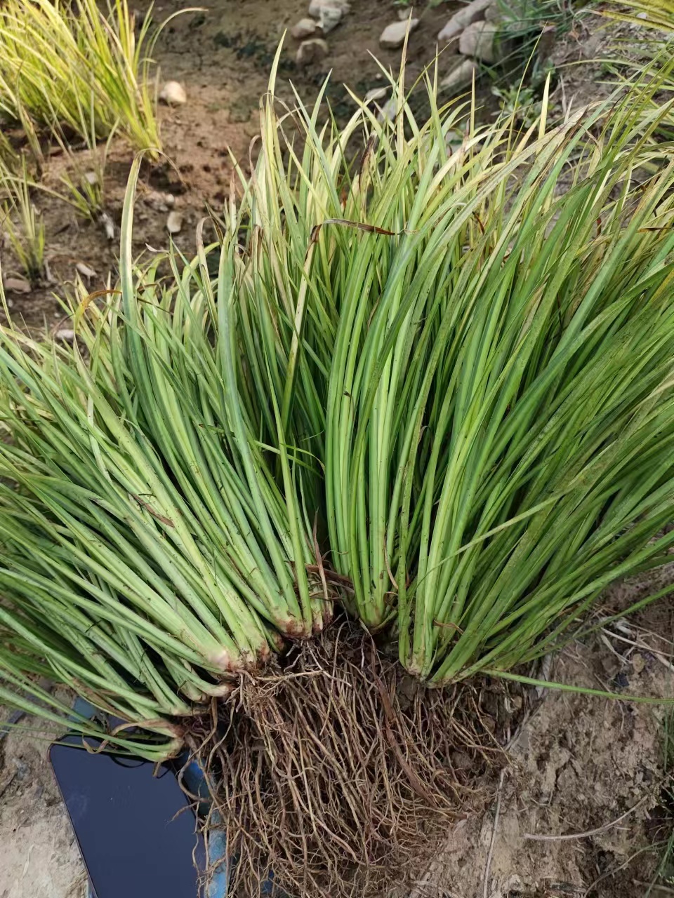 自家种植金叶石菖蒲地苗优惠出售