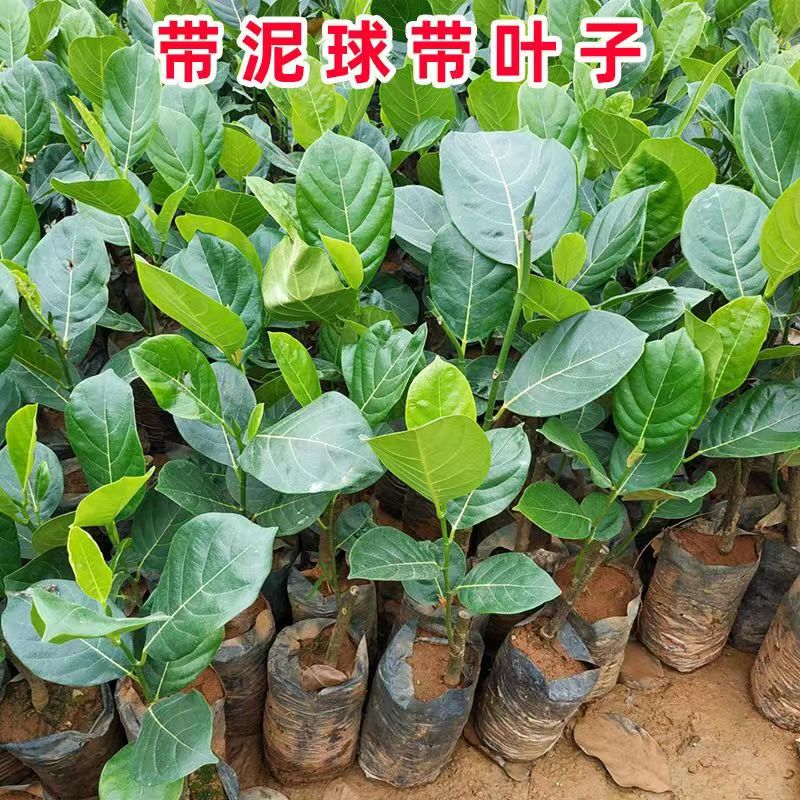 红肉菠萝蜜苗 马来西亚一号菠萝蜜泰国红肉菠萝蜜苗苗