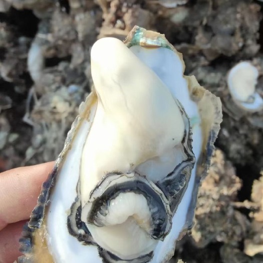佛山三倍体生蚝，乳山生蚝，场地直销，珠三角直供