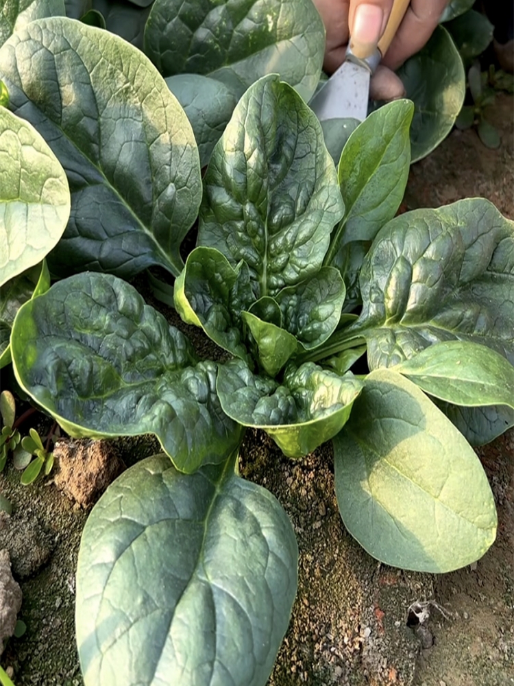 菠菜