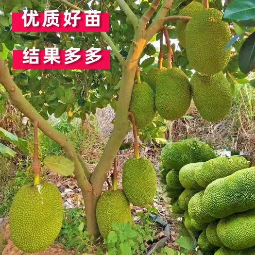 灵山县红肉菠萝蜜苗 马来西亚一号菠萝蜜泰国红肉菠萝蜜苗苗