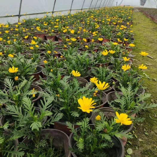 成都黄金菊，木春菊，白晶菊
