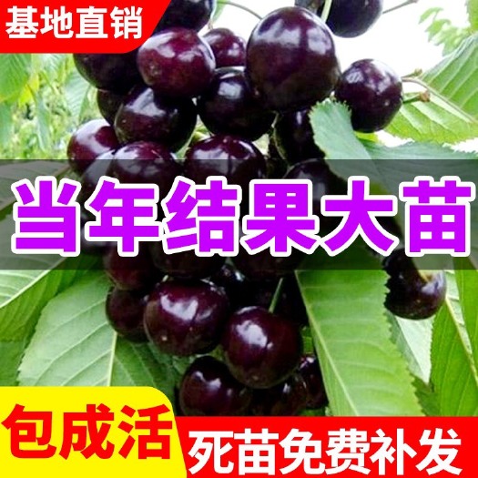 安溪县甜樱桃苗  车厘子树苗樱桃树苖盆栽当年结果南方北方种植包邮