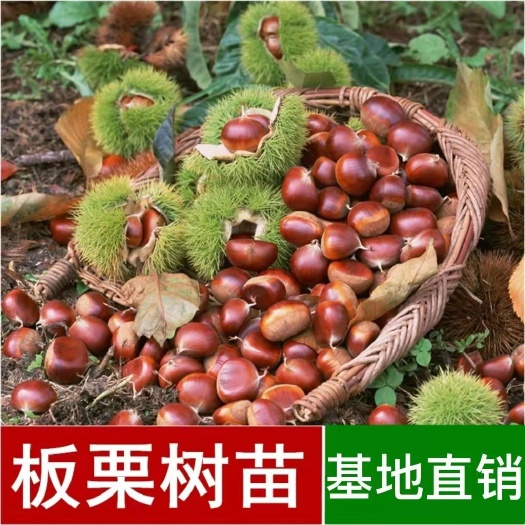 平邑县板栗嫁接树苗油栗板栗南北方种植矮化自脱落有机嫁接板栗树苗