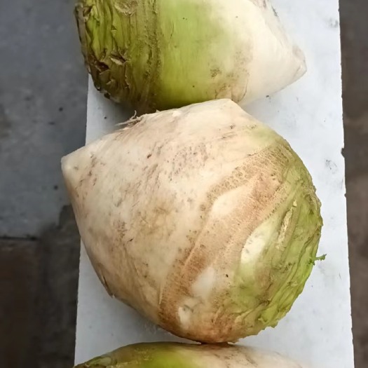 南部县芥菜 四川大头菜