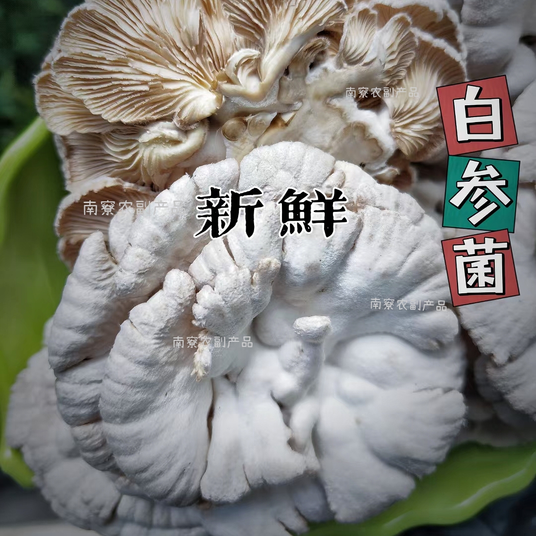 古田县鲜货500g白参菌新鲜一斤起裂褶菌白参菌炖蛋酒店特菜