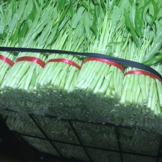 中山市白杆空心菜大量上市新鲜蔬菜现摘现发