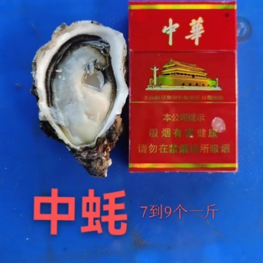 诏安县福建本地生蚝，现采现发，