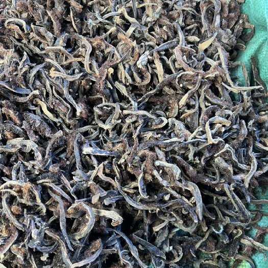 骨碎补 云南产地 量大从优