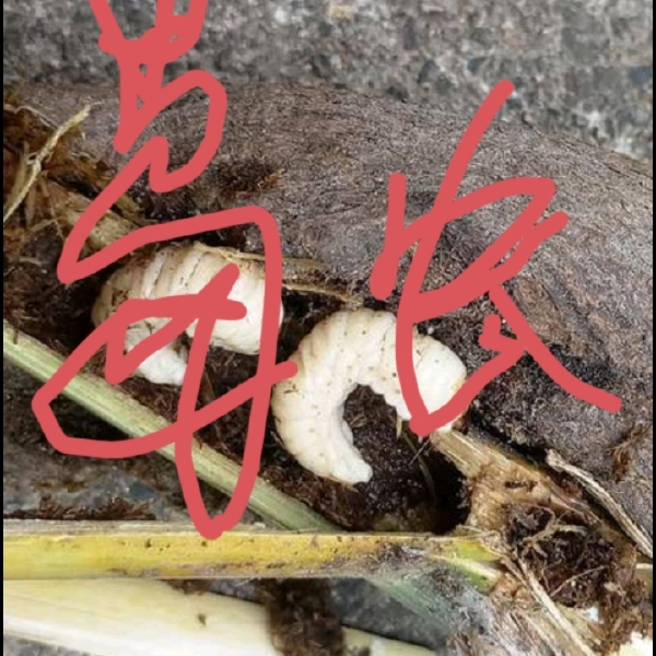 葛虫，葛根虫，高蛋白食材，一手货源