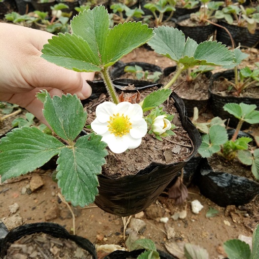 平邑县草莓苗四季盆栽食用带土带盆四季南北方阳台庭院奶油草莓当年结果