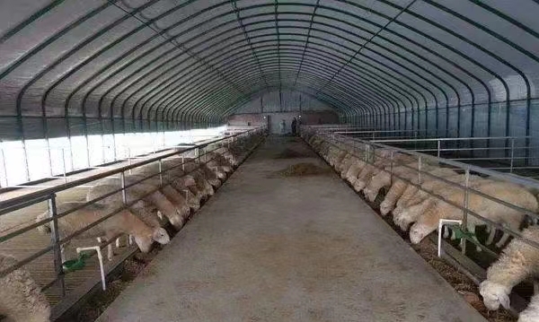 养羊基地寻求合作