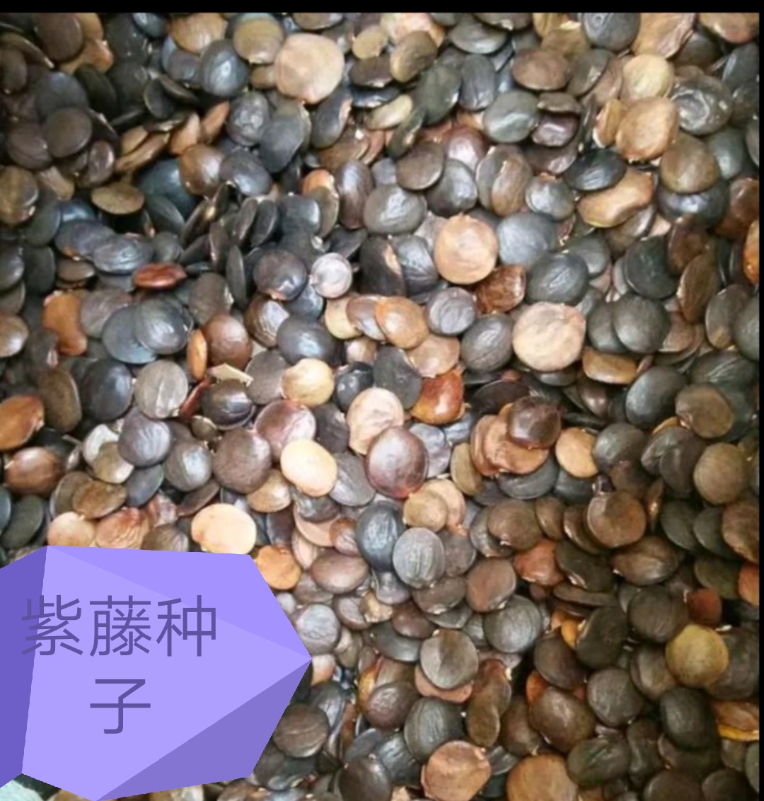 林州市紫藤种子