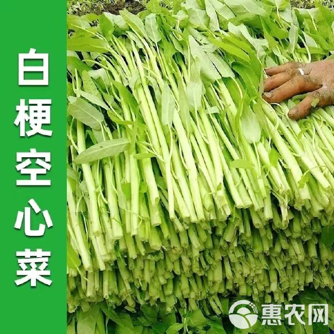 丰产白梗空心菜种子小柳叶空心菜籽白根空心菜种子竹叶菜种子