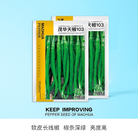 夏邑县茂华天椒103软皮长线椒种子