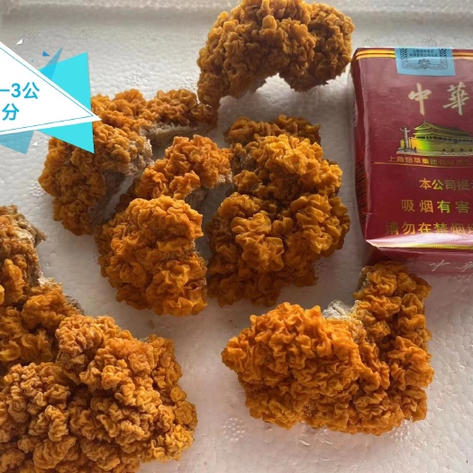 新乡金耳菌