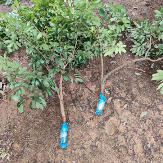 广州仙进奉高压圈枝苗