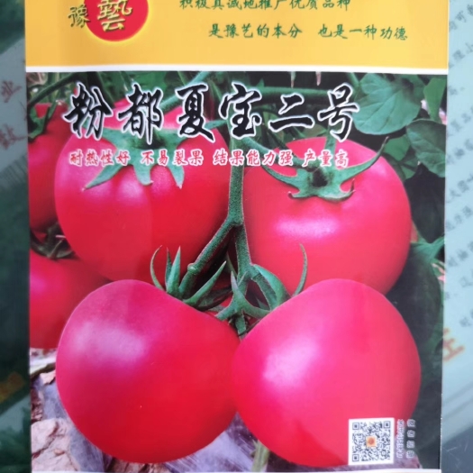 扶沟县粉都夏宝二号番茄种子耐性好不易裂果硬度好果脐小260