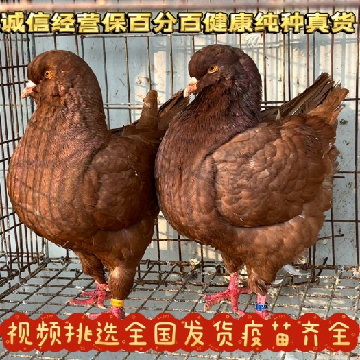 嘉祥县纯种大体元宝鸽圆环鸽活体鸽子观赏鸽一公一母元宝鸽全国可发