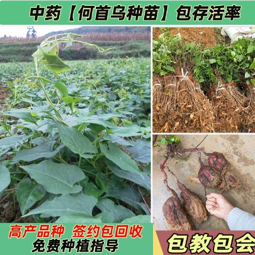 寿县何首乌种苗批发合作种植回收何首乌