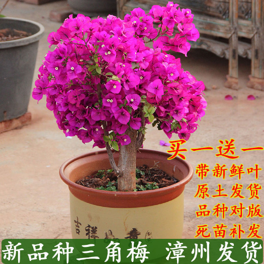郑州三角梅盆栽带花爬藤爬墙花卉植物易活攀爬树苗四季老桩苗阳台开花