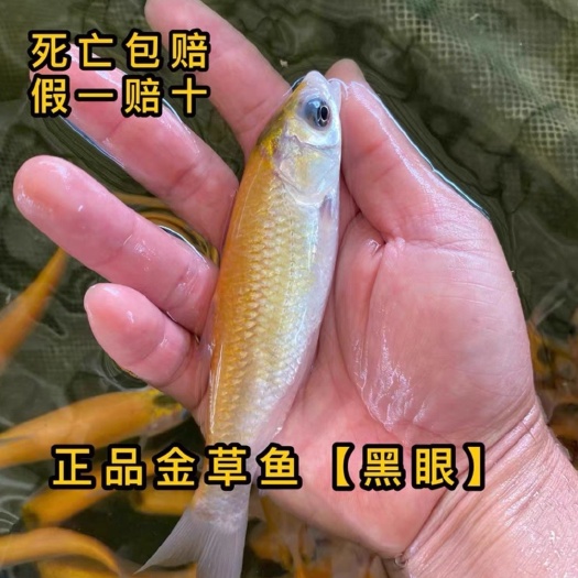 免费送货 ，支持四川，贵州，云南，广西，湖南，陕西，甘肃等