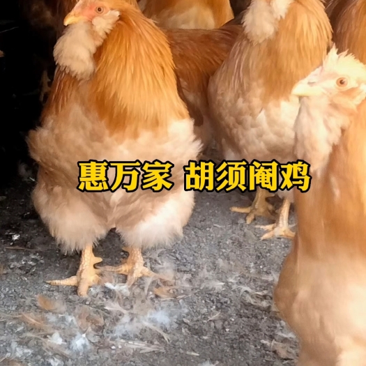 土鸡苗  胡须凤鸡苗 黄脚胡须鸡苗 青脚胡须鸡苗