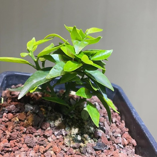 漳州日本八房柑，2年半原生苗，一代扦插苗，明年2、3月份开花结果