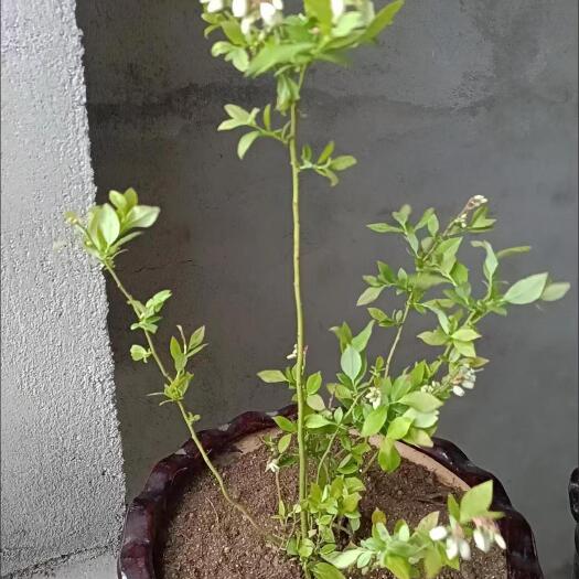 蓝莓苗包邮一颗五年苗