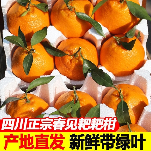 【下单速发】四川春见耙耙柑10斤杷杷柑粑粑柑新鲜丑橘子桔子
