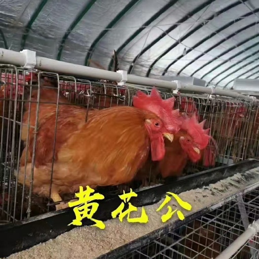 广州黄花公鸡苗 黄花公科农亿羽孵化厂