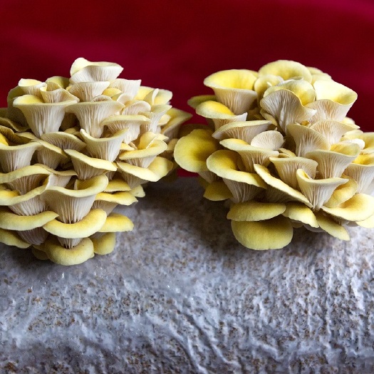 昆明榆黄菇菌包