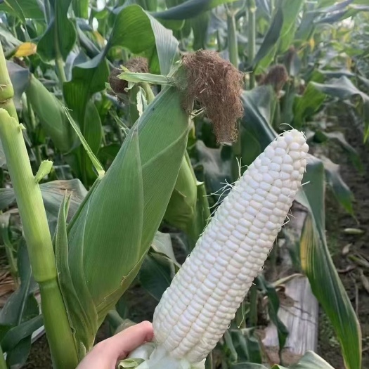 南阳国审京科糯609甜味糯玉米 大棒鲜食玉米种子