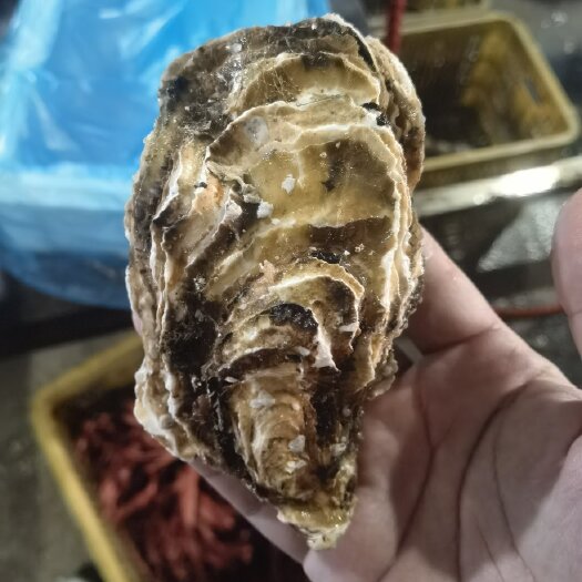 海阳市乳山生蚝