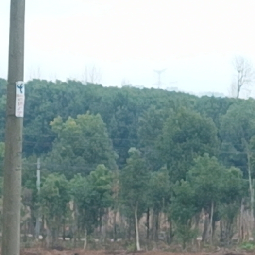 大方县桂花树