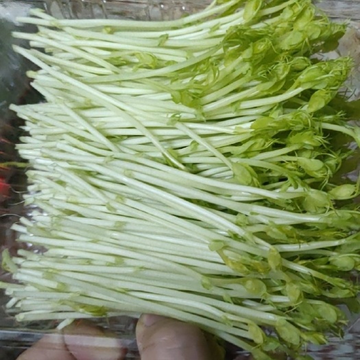 廉江市湛江绿色豌豆苗水培蔬菜芽苗菜场地直供