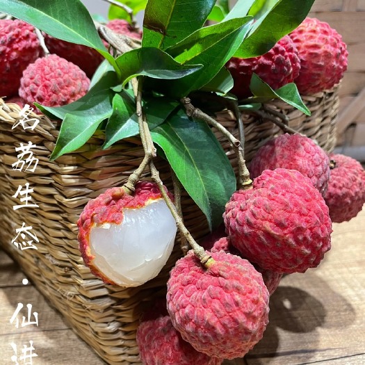 广州广州增城荔枝之乡仙村镇的名优品种——仙进奉荔枝