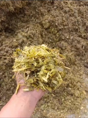 宿州玉米，青储黄储，一手货源，保质保量，产地直销，保